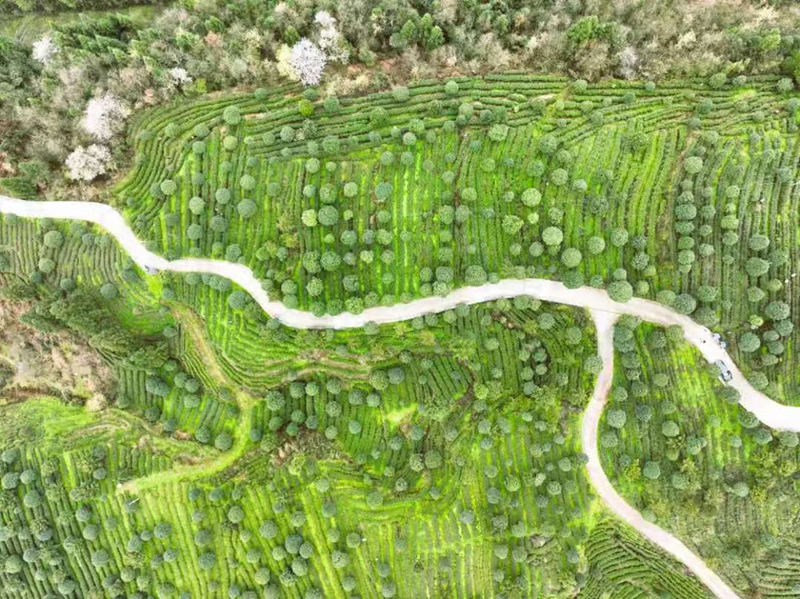 貴州務川：仡鄉山水孕珍味 黔北沃土出佳鮮 (3)