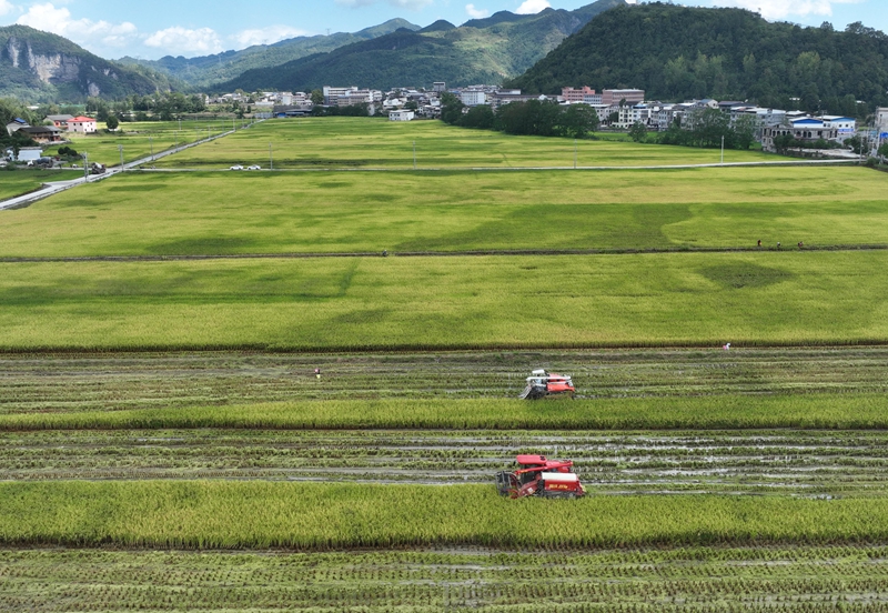 9月16日，農機手操作農機在松桃苗族自治縣烏羅鎮岑司大壩收割水稻。謝慧芳攝 (7)