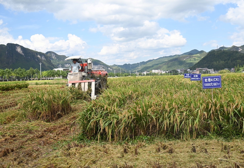 9月16日，農機手操作農機在松桃苗族自治縣烏羅鎮岑司大壩收割水稻。謝慧芳攝 (9)