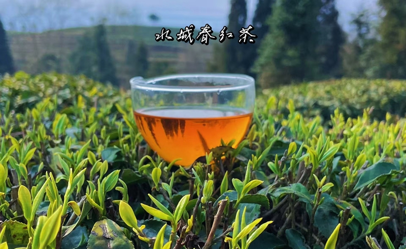 一杯“水城春”茶，喝醒了萬物.jpg