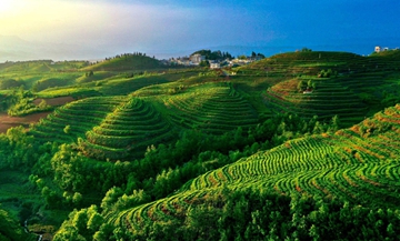 一葉“水城春”，一份涼都情