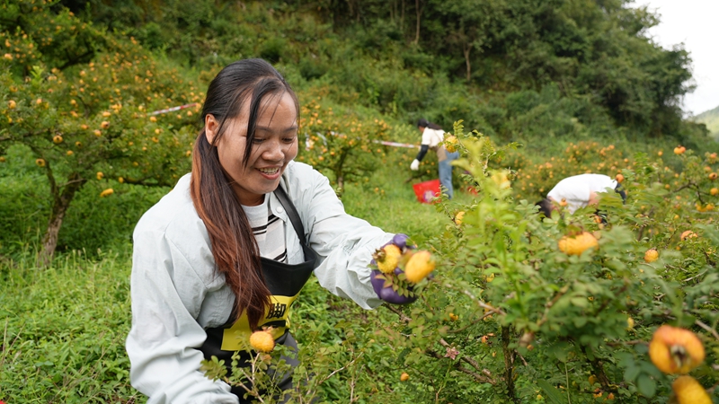 1 “刺梨采摘鮮果采摘能手”比賽現場 