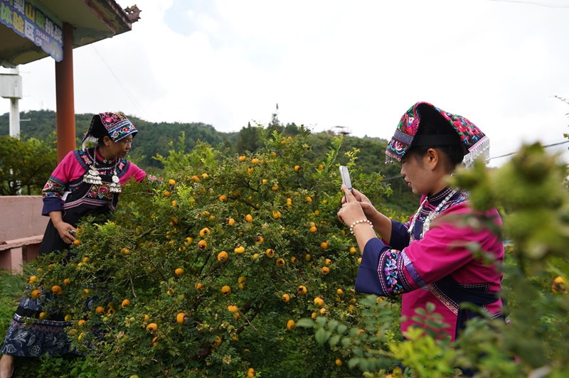 8 游客在刺梨基地拍照打卡