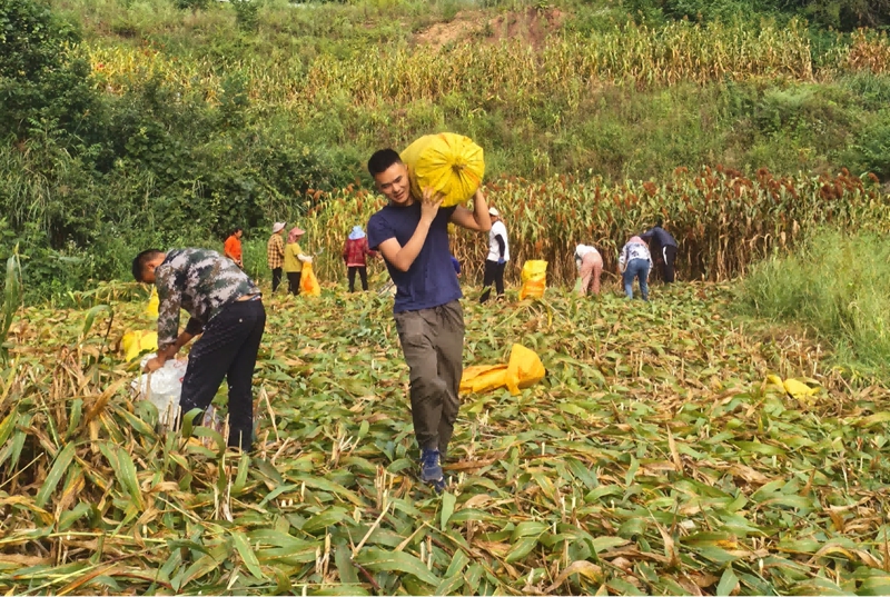 三岔河鎮順江村村民與隊員合力收紅粱。習水融媒體中心供圖