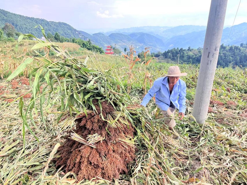 二里鎮井壩村村民在田間收割搬運紅粱。