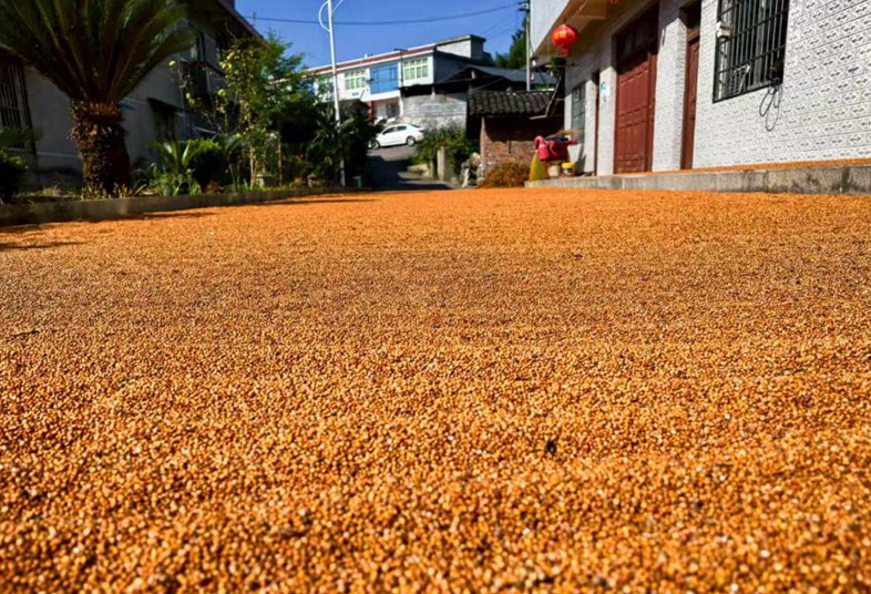 習酒鎮石林村曬壩上，紅粱色澤紅潤待售。