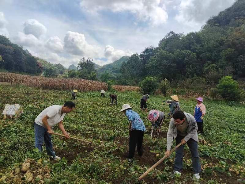 2 圖為茂良村駐村工作隊與群眾一起挖地蘿卜