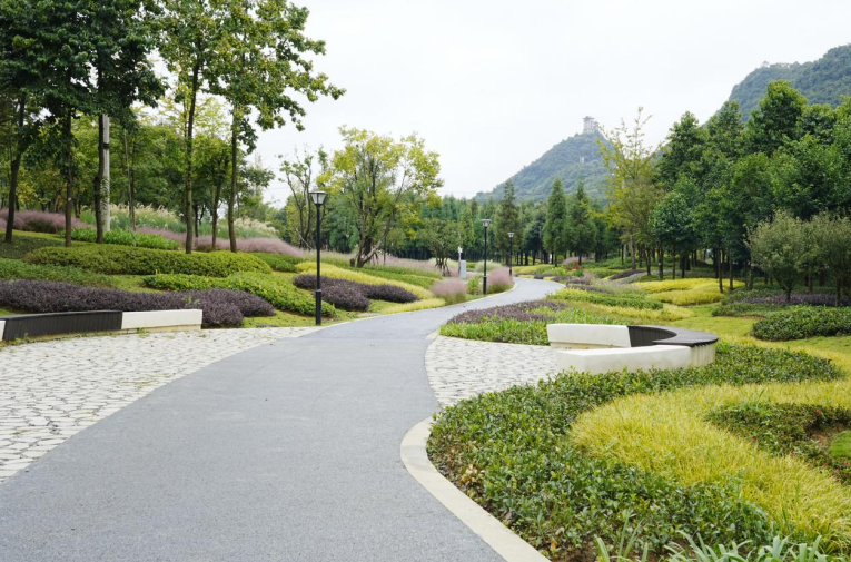 貴州安順虹山湖粉黛進入盛花期。