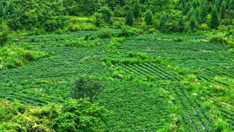 白云山鎮思京村辣椒種植基地。