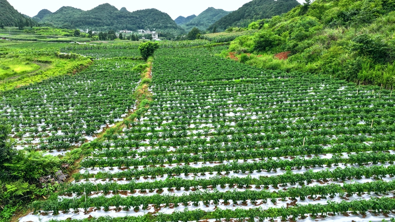 白云山鎮思京村辣椒種植基地。