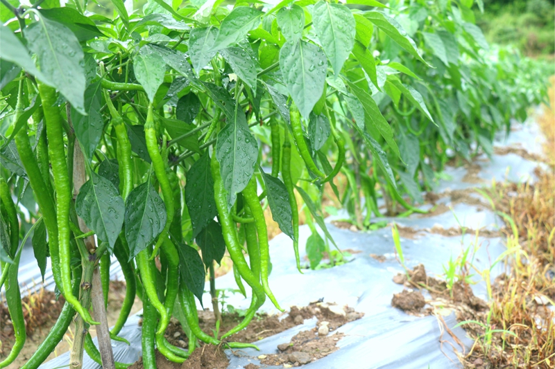 晨露掛在辣椒上。