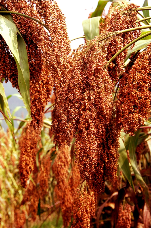 習酒鎮紅纓子高粱穗大粒滿，色澤誘人。習水縣融媒體中心供圖