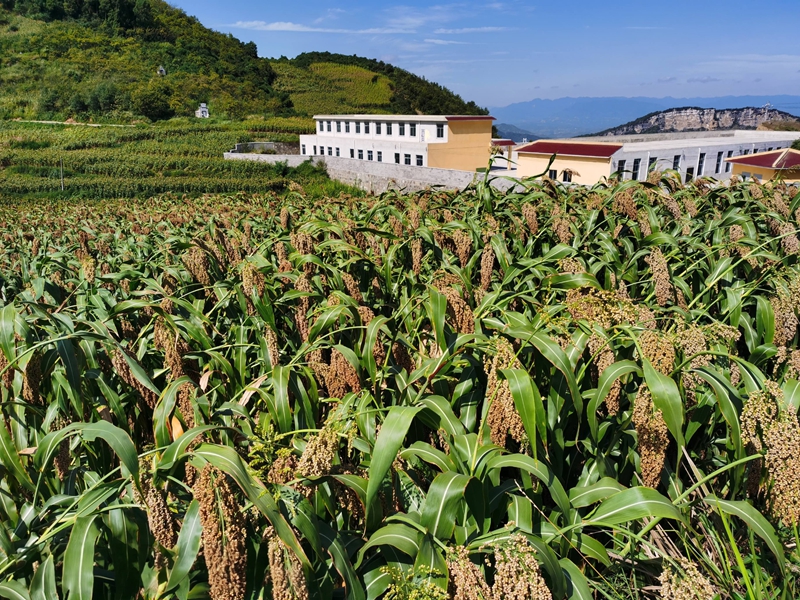 習酒鎮高粱種植基地，與廠房相映成景。習水縣融媒體中心供圖