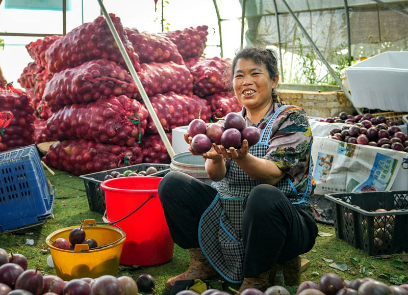 平壩40畝百香果喜迎豐收 特色種植帶動就業與增收。