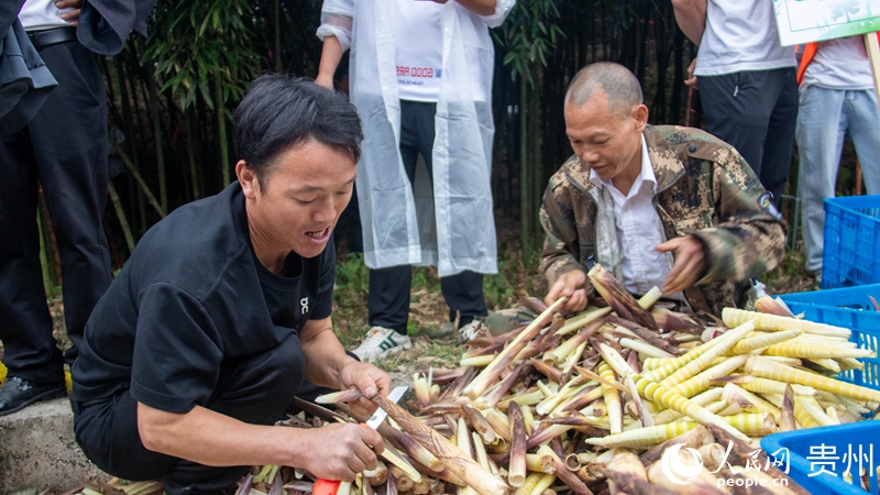 農戶正在進行剝筍比賽。人民網 黃小桃攝