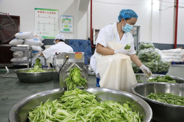 工人在用機器切佛手瓜。