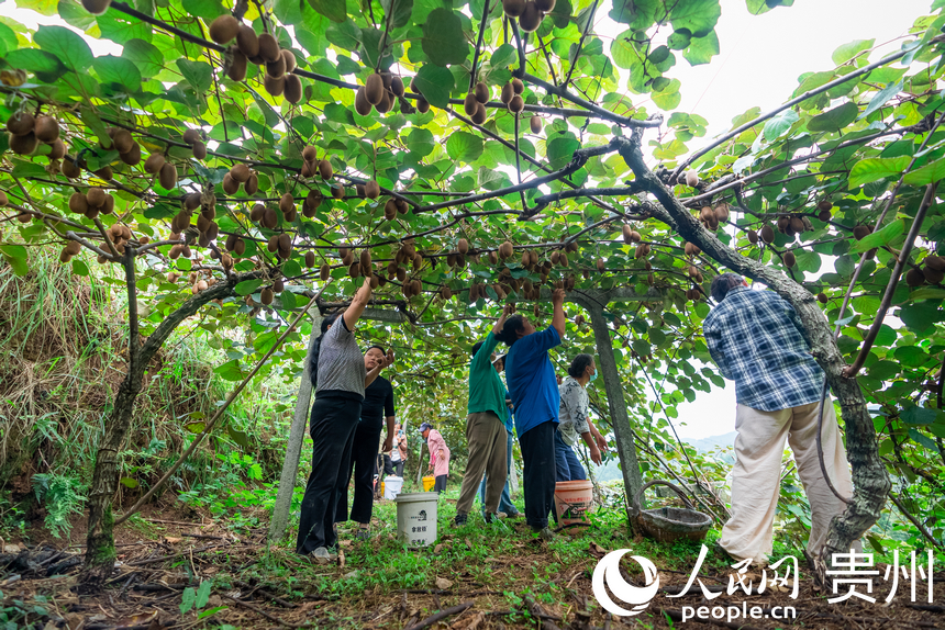 村民在獼猴桃園內采摘達到采摘標準的獼猴桃。人民網記者 涂敏攝