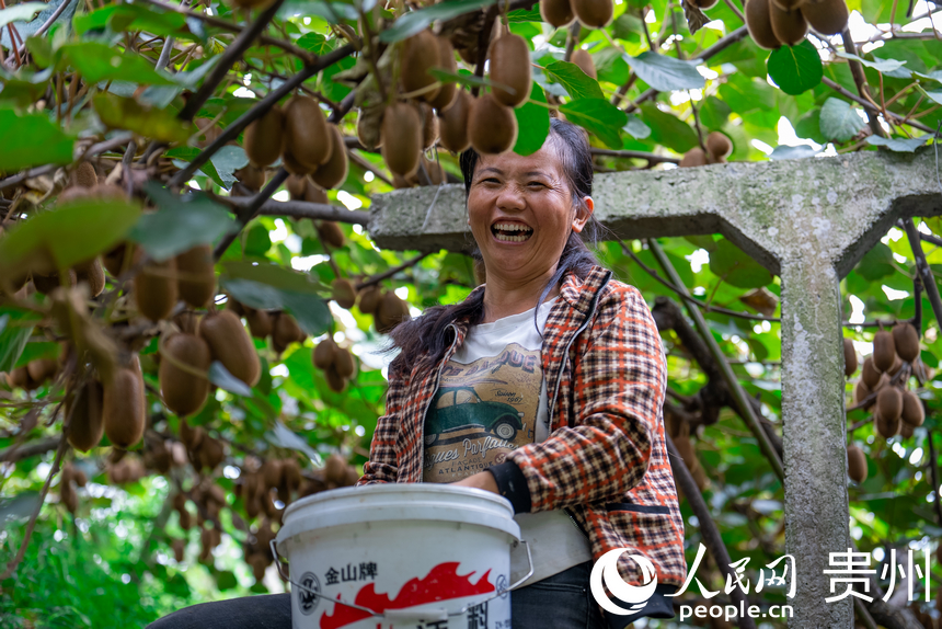 村民在獼猴桃園內采摘達到采摘標準的獼猴桃。人民網記者 涂敏攝