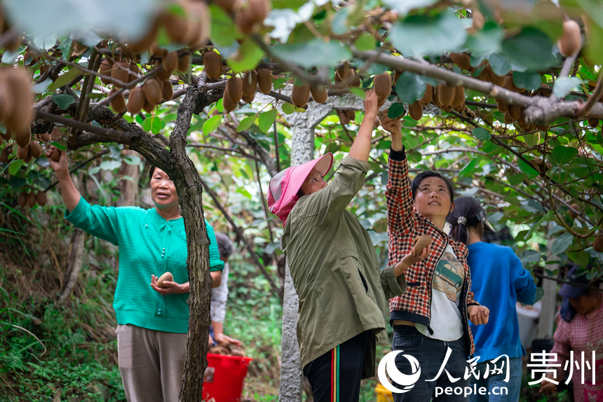 村民在獼猴桃園內采摘達到采摘標準的獼猴桃。人民網記者 涂敏攝
