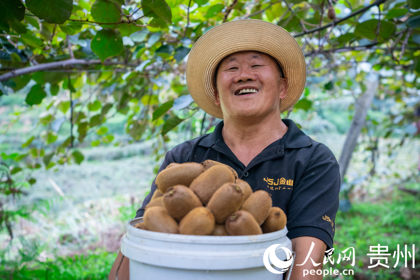 村民在獼猴桃園內采摘達到采摘標準的獼猴桃。人民網記者 涂敏攝