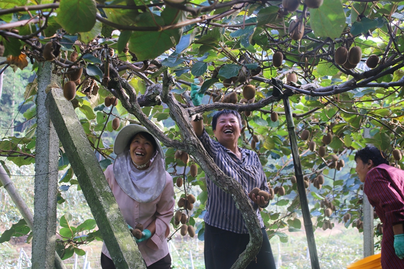 圖為：農戶的臉上掛滿了豐收的喜悅