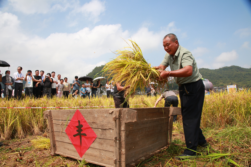 七星關區2025年中國農民豐收節分會場慶典活動 收稻谷比賽現場，隊員們正在彎腰揮鐮、抱稻摜谷。