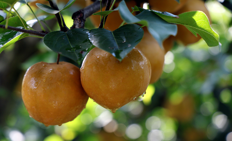 百畝金秋梨喜獲豐收。