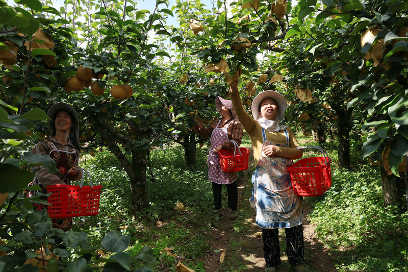 百畝金秋梨喜獲豐收。