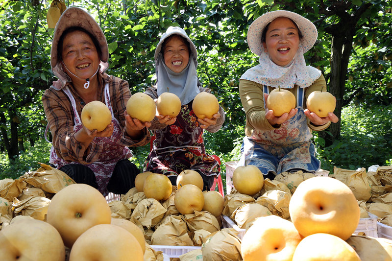 百畝金秋梨喜獲豐收。