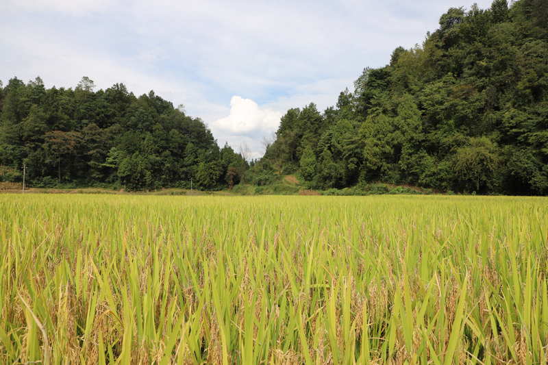 金黃的稻田。