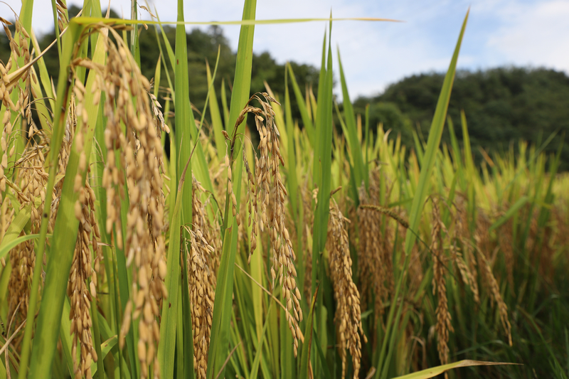 沉甸甸的稻穗壓彎了稻稈。