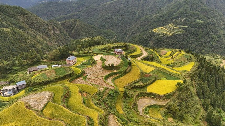 敏洞鄉平鳥愛心梯田。