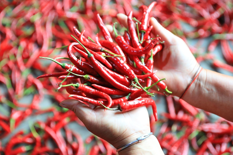 村民查看正在晾曬的朝天椒。聶晶梅 攝