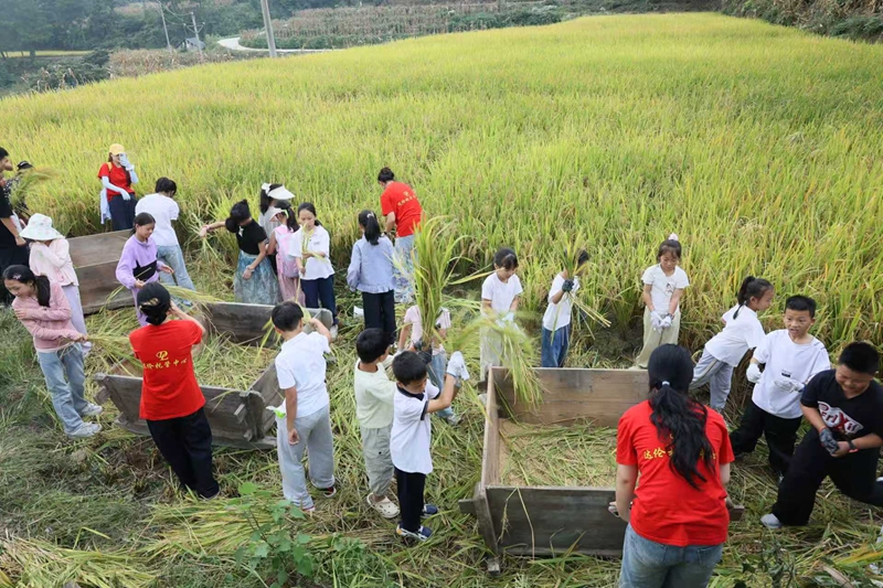圖為:體驗割稻谷