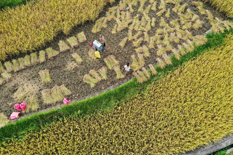 黔南州都勻市勻東鎮壩固社區群眾在豐收稻谷。潘希來 攝.JPG