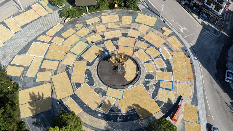 溫泉村楓香廣場稻谷晾曬場景。羅崢銘攝