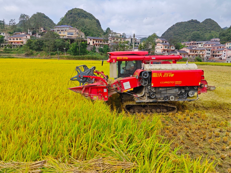 觀游村機收水稻現場。