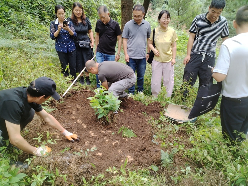 林下仿野生天麻測產現場。