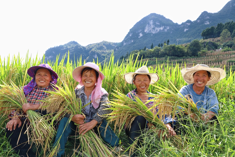 圖為：高寨鄉農民迎接豐收的喜悅