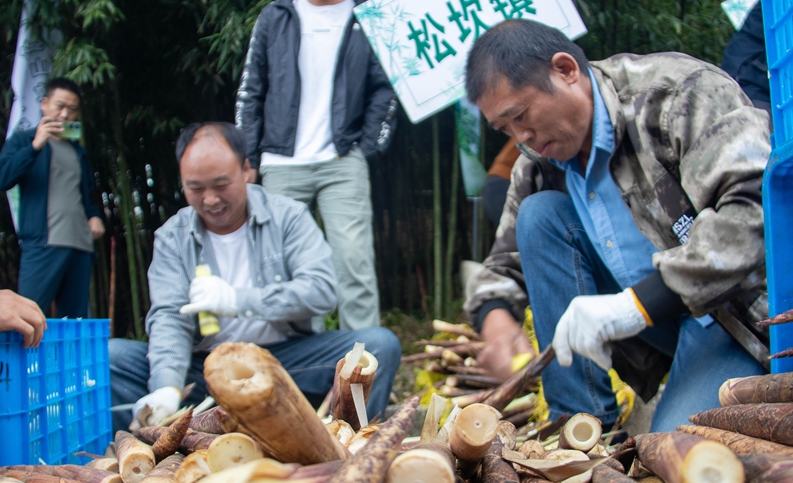農戶正在剝方竹筍。人民網 黃小桃攝