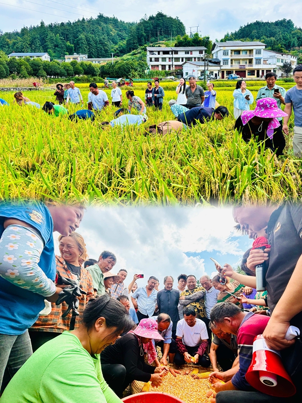 金秋九月，九龍街道白坭村的稻田里一片歡騰。每年一次的豐收節活動正在開展。王燁  攝.jpg