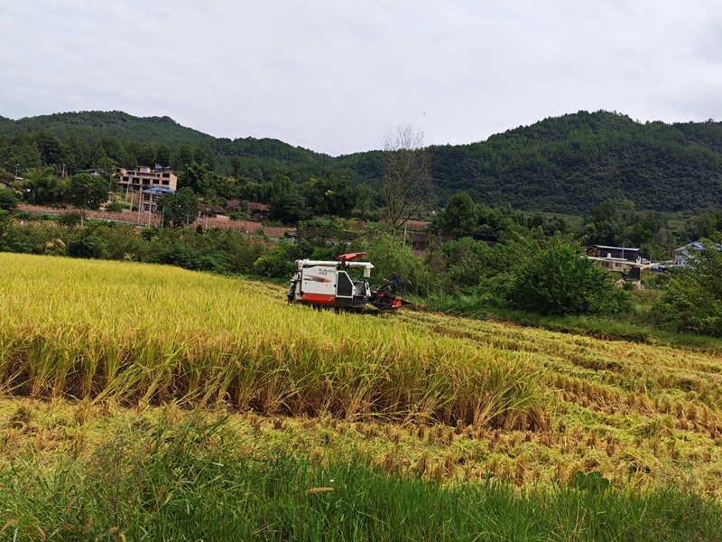 圖為:工作人員現場進行水稻測產2