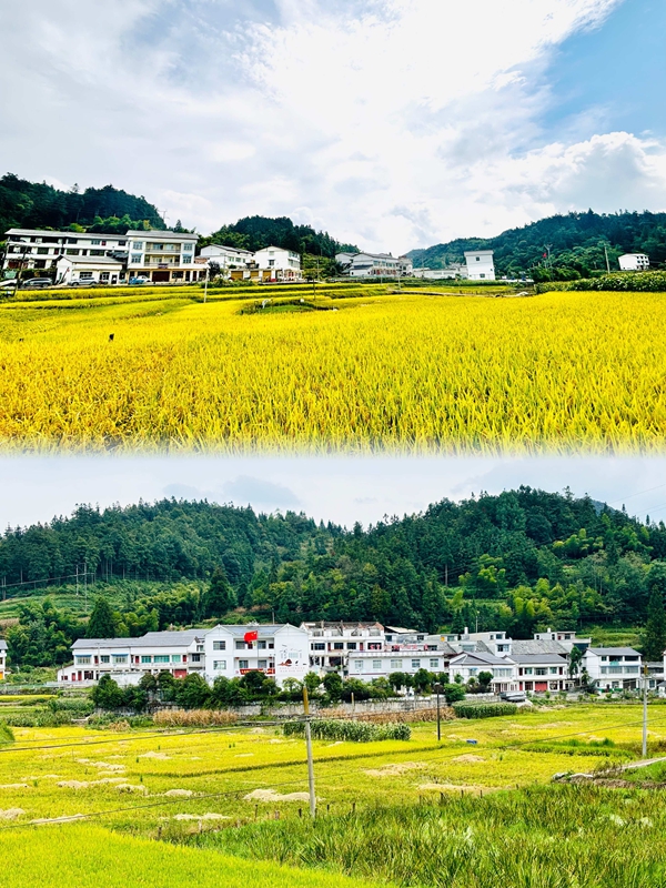 掩映在金色稻田中的白坭村。王燁  攝.jpg