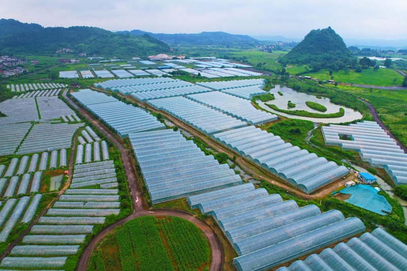 貴州獨山：斑斕秋色染大地 稻浪千重起歡歌。