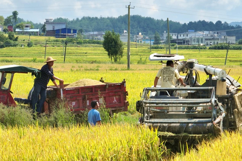 貴州獨山：斑斕秋色染大地 稻浪千重起歡歌。