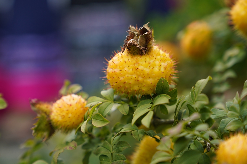長勢喜人的刺梨。龍里縣融媒體中心供圖