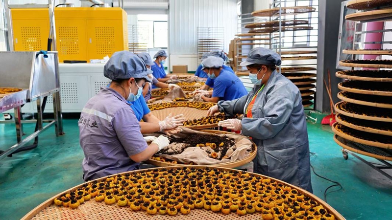 圖為工人們將發酵的紅茶填入挖空的刺梨果中。甕安縣融媒體中心供圖