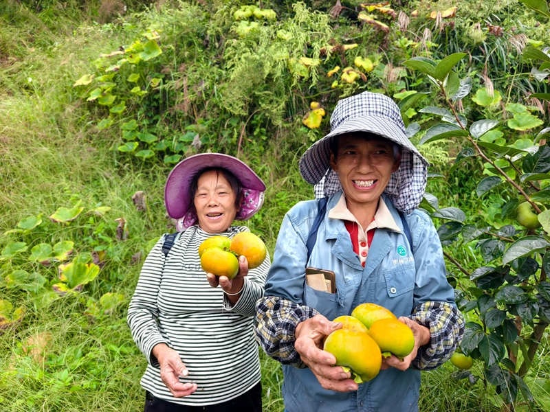 果農捧著收獲的柿子，臉上洋溢笑容，盡顯農忙時節的活力與勞作的幸福。李富美 攝.jpg