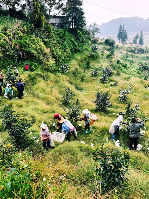 基地里，果農們手持果剪，忙碌地采收柿子。李富美 攝.jpg