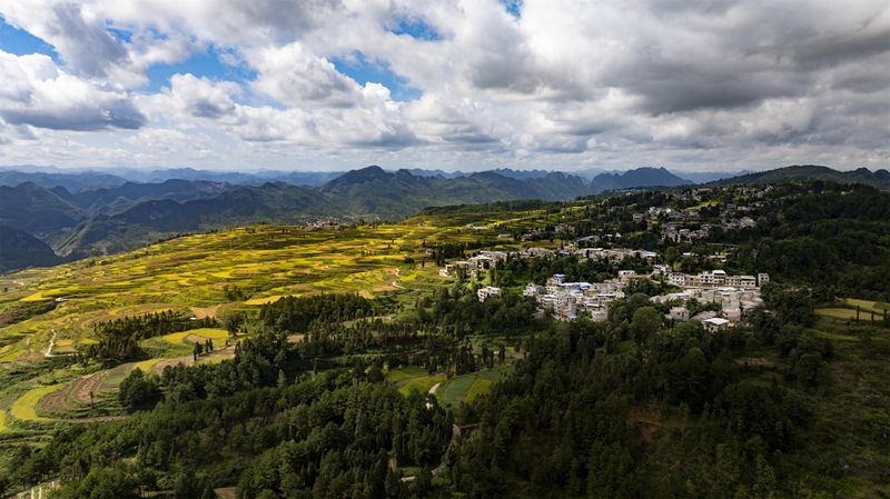 貴州省黔南布依族苗族自治州羅甸縣沫陽鎮羊場梯田水稻豐收一景。